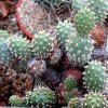 Cumulopuntia_tumida_1